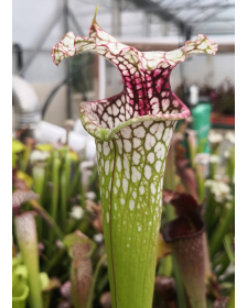 SX65 S. (S.alata x S.leucophylla -- Red & Gold) x S.x moorei -- 'Leah Wilkerson' x SL60 S. leucophylla -- whiting field