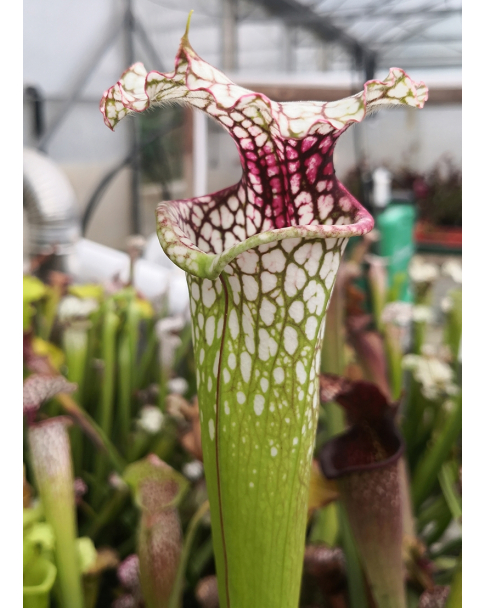 SX65 S. (S.alata x S.leucophylla -- Red & Gold) x S.x moorei -- 'Leah Wilkerson' x SL60 S. leucophylla -- whiting field