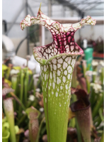 SX65 S. (S.alata x S.leucophylla -- Red & Gold) x S.x moorei -- 'Leah Wilkerson' x SL60 S. leucophylla -- whiting field
