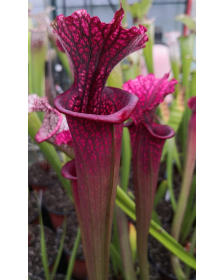 SL36 S. leucophylla -- Tall, Pink Lip x SXM48 S.x Moorei -- S. flava rubricorpora x leucophylla