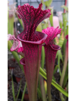 SL36 S. leucophylla -- Tall, Pink Lip x SXM48 S.x Moorei -- S. flava rubricorpora x leucophylla