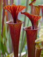S. flava var. rubricorpora -- heavy Vein (aidan SF26)