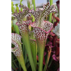 SL97 (S. Leucophylla -- Franklin County A X B) x Inspiration-Hybrides Cédric Carnivore's