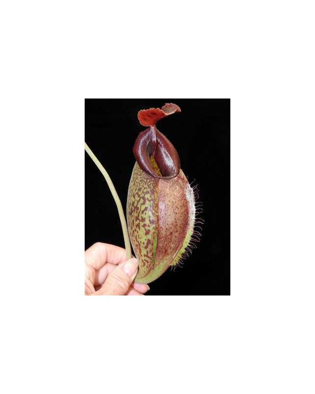 Népenthes spathulata x aristolochioides Népenthes spathulata x aristolochioides