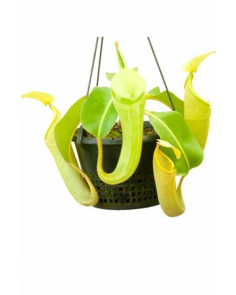 Nepenthes chaniana