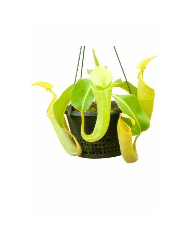 Nepenthes chaniana Nepenthes chaniana