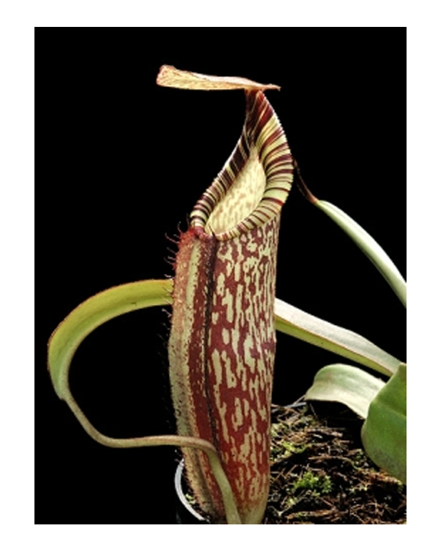 Népenthes spectabilis Népenthes spectabilis