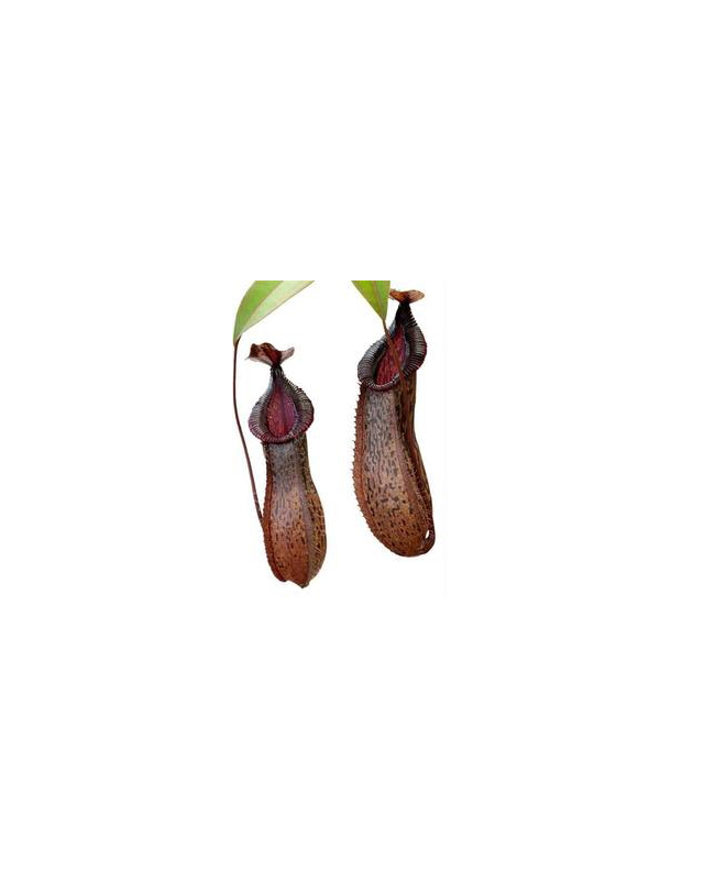 Népenthes burkei x hamata Népenthes burkei x hamata