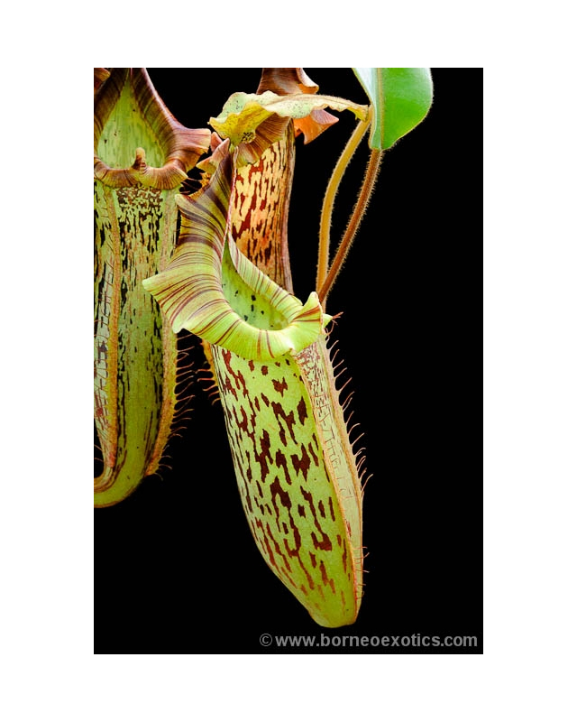 Népenthes veitchii x platychila Népenthes veitchii x platychila