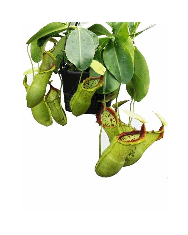 Népenthes spathulata x campanulata