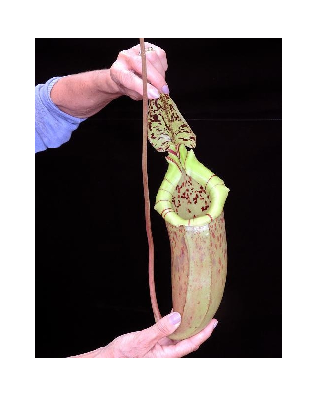 Népenthes burbidgeae x sibuyanensis Népenthes burbidgeae x sibuyanensis