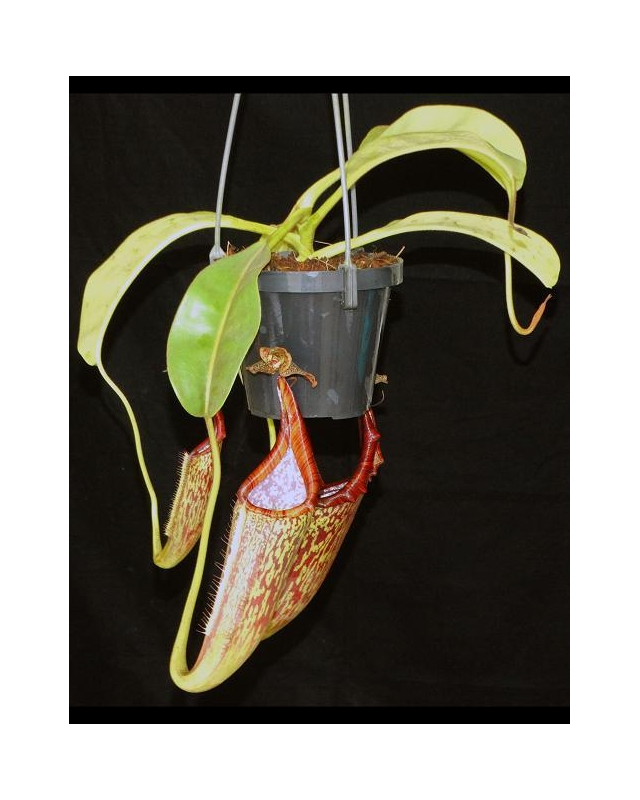 Népenthes eymae