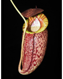 Népenthes spectabilis x tenuis