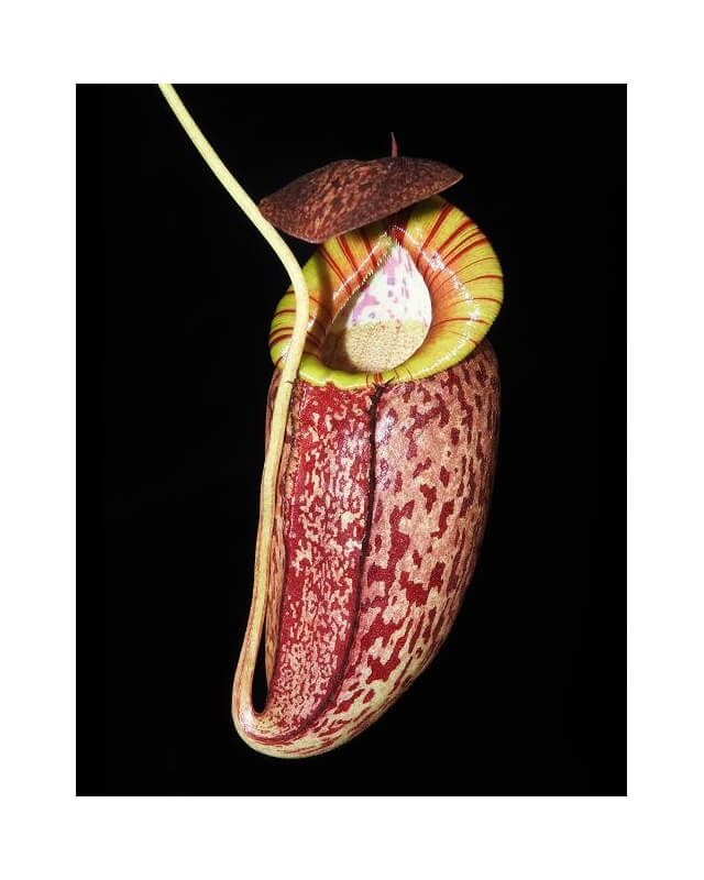 Népenthes spectabilis x tenuis