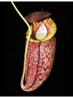 Népenthes spectabilis x tenuis