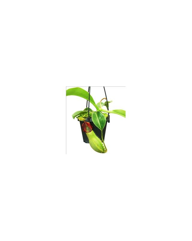 Népenthes spathulata x veitchii Népenthes spathulata x veitchii