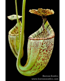 Népenthes burbidgeae