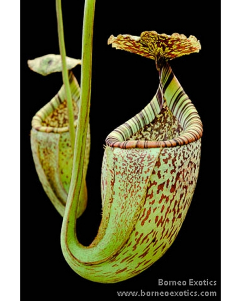 Népenthes burbidgeae