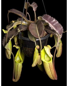 Népenthes maxima weavy leaf