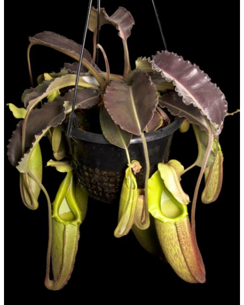 Népenthes maxima weavy leaf