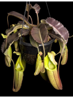 Népenthes maxima weavy leaf