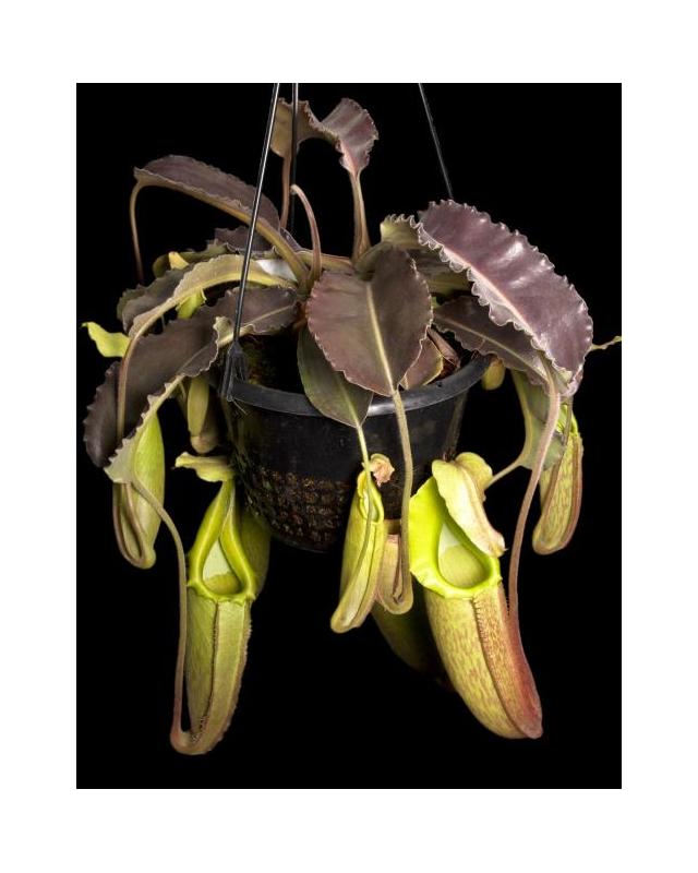 Népenthes maxima weavy leaf Népenthes maxima weavy leaf
