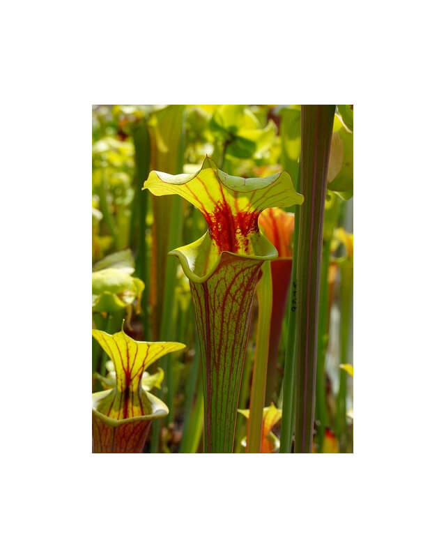 S. flava var. rubricorpora -- red tube WS (Mark Dunsford) ICPS seedbank, Rogier van Loenen FL25-var. rubricorpora