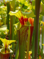 S. flava var. rubricorpora -- red tube WS (Mark Dunsford) ICPS seedbank, Rogier van Loenen FL25