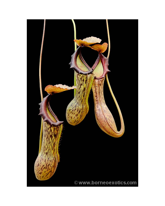 Népenthes boschiana Népenthes boschiana