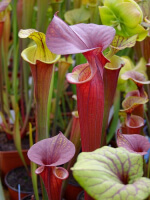 S. flava var. rubricorpora -- prince george,Co