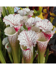 Sarracenia "Strawberry Cream"