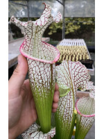 S.x Moorei -- Wilkerson's white knight  x S.x Moorei -- Wilkerson's red