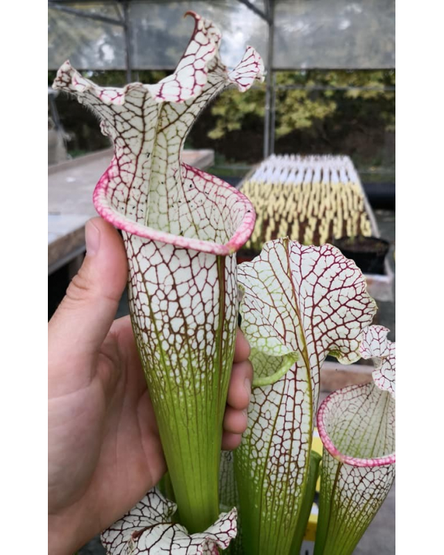 S.x Moorei -- Wilkerson's white knight x S.x Moorei -- Wilkerson's red S.x Moorei -- Wilkerson's white knight x S.x Moorei -- Wilkerson's red