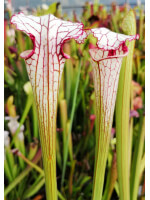 Sarracenia 'Iamsatyricon' - 2046