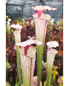 Sarracenia 'Iamsatyricon'