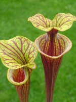 S. flava var. rubricorpora -- heavy Vein (aidan SF68)