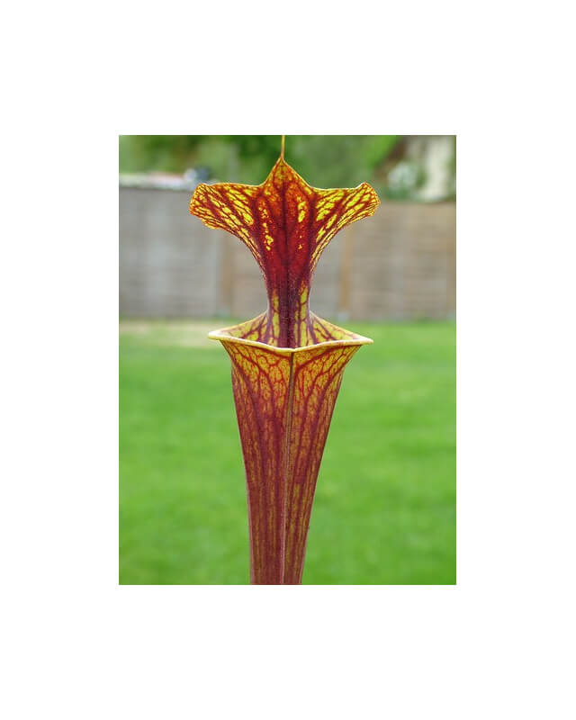 S. flava var. rubricorpora -- heavy Vein (aidan SF68)