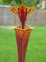 S. flava var. rubricorpora -- heavy Vein (aidan SF68)