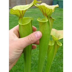 Sarracenia flava var. flava -- dahlia Bog Virginia (M.K. F5)-var. flava
