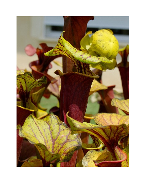 S. flava var. rubricorpora -- 'claret'
