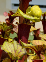 S. flava var. rubricorpora -- 'claret'