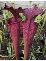 Sarracenia leucophylla x oreophila Norman Parker 2004 x sl51 S. leucophylla -- Burgundy - 2071