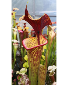 SFRB09 S. flava var. rubricorpora -- heavy Vein x SXM64 S.x Moorei -- 'Helen Mary'