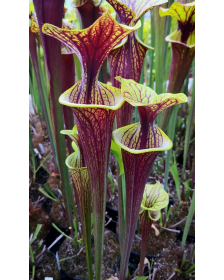 Sarracenia flava var....