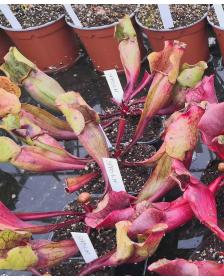 Sarracenia purpurea ssp.purpurea