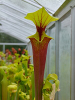 S. flava var. rubricorpora -- orange clone