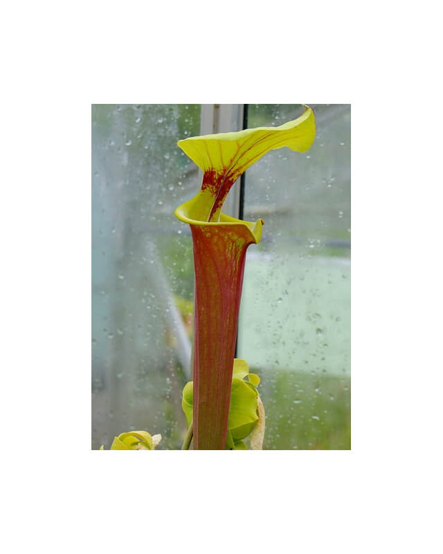 S. flava var. rubricorpora -- orange clone