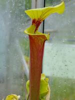 S. flava var. rubricorpora -- orange clone