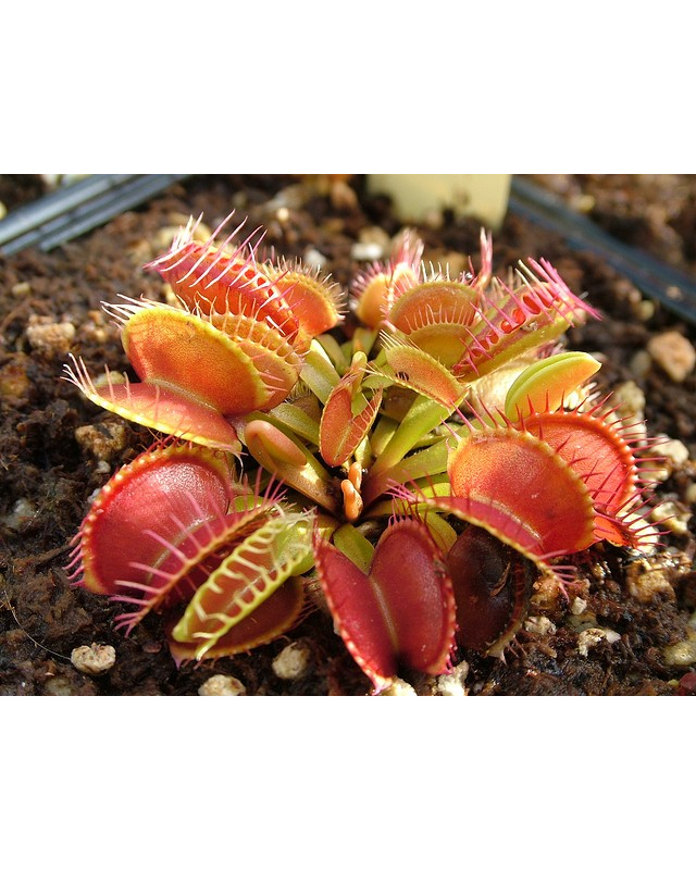 Dionaea muscipula