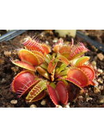 Dionaea muscipula
